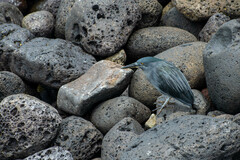 Butorides striata sundevalli