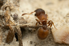 Meranoplus
