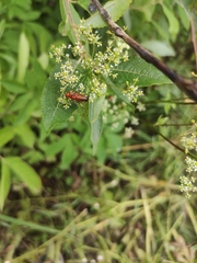 Rhagonycha fulva