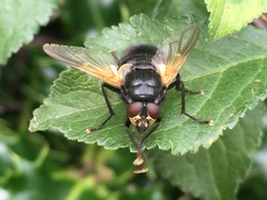 Mesembrina meridiana
