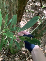 Rhododendron formosanum