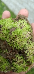 Riccia