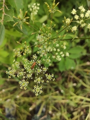 Rhagonycha fulva