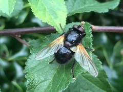 Mesembrina meridiana