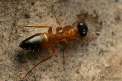 Opisthopsis rufithorax