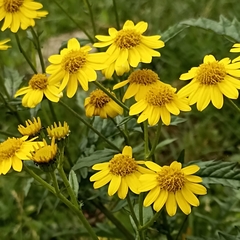 Senecioninae