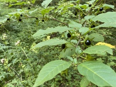 Atropa belladonna