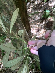 Rhododendron formosanum