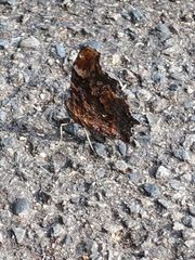 Kaniska canace