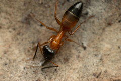 Opisthopsis rufithorax