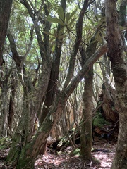 Rhododendron formosanum
