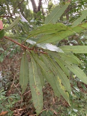 Litsea acuminata