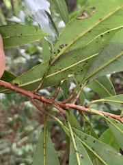 Litsea acuminata