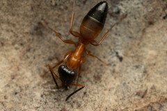 Opisthopsis rufithorax