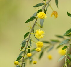 Acacia paradoxa