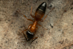 Opisthopsis rufithorax