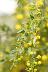 Acacia paradoxa