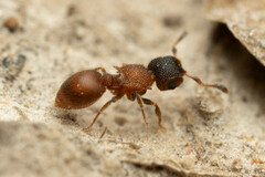 Meranoplus