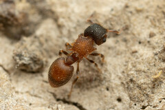 Meranoplus