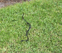 Coluber constrictor priapus