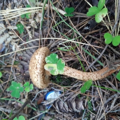 Pholiota squarrosa
