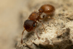 Meranoplus