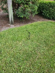 Coluber constrictor priapus