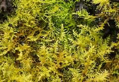 Thuidiopsis sparsa