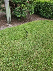 Coluber constrictor priapus