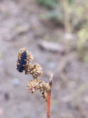 Coccinella