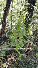 Polygonatum verticillatum