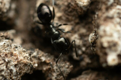 Ochetellus glaber