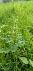 Amaranthus viridis