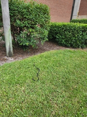 Coluber constrictor priapus