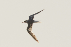 Sterninae