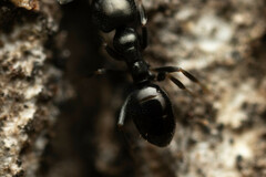 Ochetellus glaber