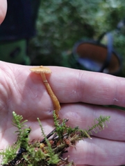 Cystoderma amianthinum