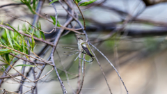 Archilochus alexandri