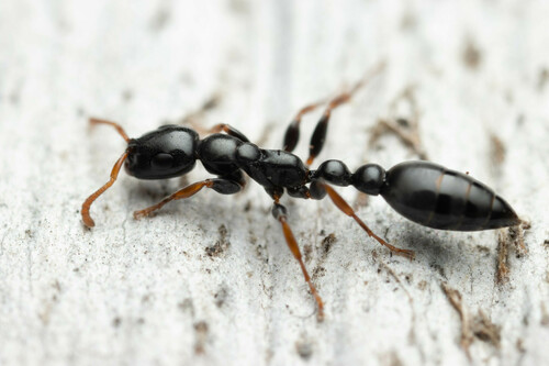 Tetraponera punctulata