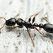 Savanna Black Tree Ant - Photo (c) Mark Ayers, some rights reserved (CC BY-NC), uploaded by Mark Ayers