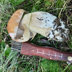 Boletus edulis