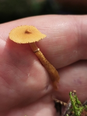 Cystoderma amianthinum