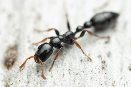 Nigra-group Slender Ants (Complex Tetraponera nigra) · iNaturalist