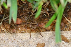 Lycosoidea