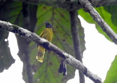 Brachypodius melanocephalos