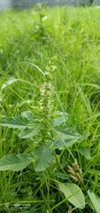 Amaranthus viridis