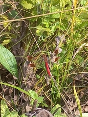 Sympetrum pedemontanum