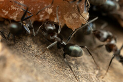 Iridomyrmex rufoniger