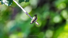 Archilochus alexandri