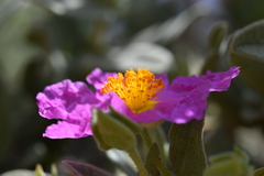 Cistus albidus
